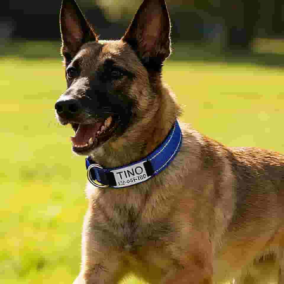 Coleira personalizada para cães com gravação personalizada azul